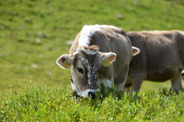 Almleben. <<kühe und Kälber in den Schweizer Alpen