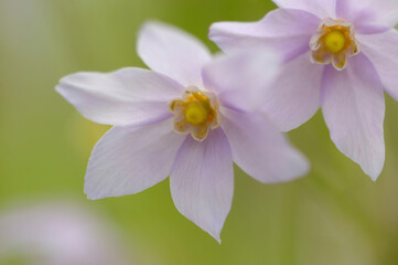 トガクシショウマ