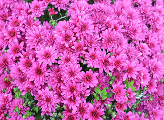 background bushy pink chrysanthemum in a flower bed