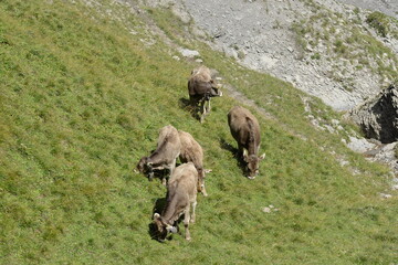 Almleben. <<kühe und Kälber in den Schweizer Alpen