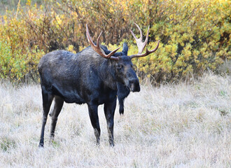 Young Bull Moose