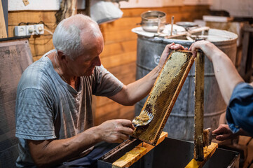 Beekeeper uncapping honey cells on the hive frames with a uncapping comb