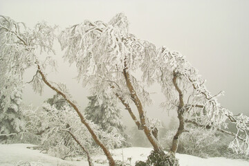 霧氷