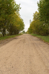 Fototapeta na wymiar Dirt road with avenue of trees either side. Nature autumn background