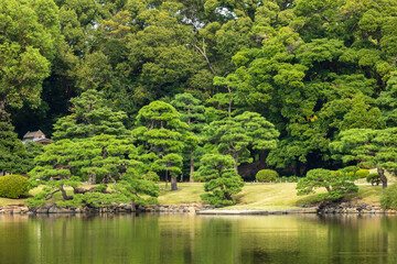 Fototapeta na wymiar 日本庭園にある池と林と森