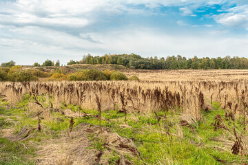 Fototapeta na wymiar Field with yellow dry grass and Rumex confertus. Tall stalks of dry grass. Forest on the horizon. Blue sky with white clouds. Autumn wildlife landscape