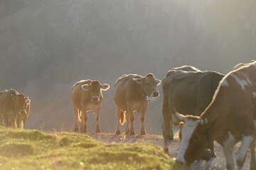 Kühe auf der alm