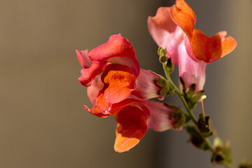 orange flower in the garden