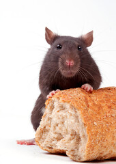 rat