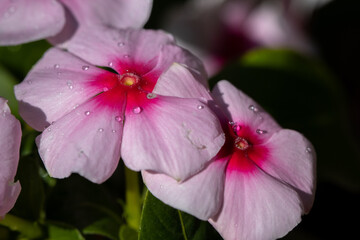 close up of pink flower