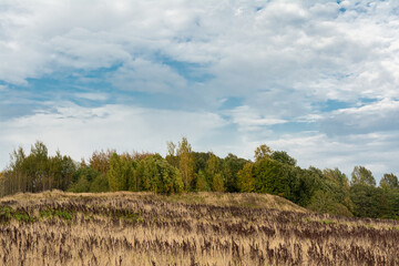 Obraz premium Field with yellow dry grass and Rumex confertus. Tall stalks of dry grass. Forest on the horizon. Blue sky with white clouds. Autumn wildlife landscape