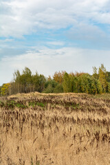 Field with yellow dry grass and Rumex confertus. Tall stalks of dry grass. Forest on the horizon. Blue sky with white clouds. Autumn wildlife landscape