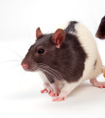 rat