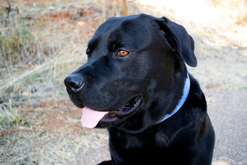 Black labrador for a walk