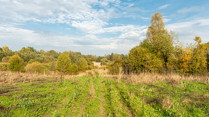 Fototapeta na wymiar Green grass has grown on the road across the field. Field with grass and yellow green trees. Blue sky with white clouds. Autumn wildlife landscape of Europe