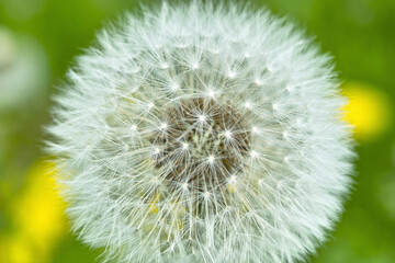 タンポポの綿毛