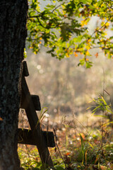 autumn leaves in the park