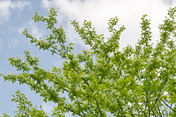 Obraz premium イヌザクラ