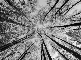 Trees from below. Black and white forest silhouette