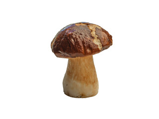 cep, penny bun