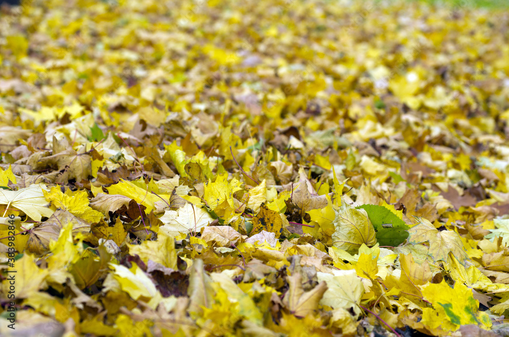 Canvas Prints autumn leaves