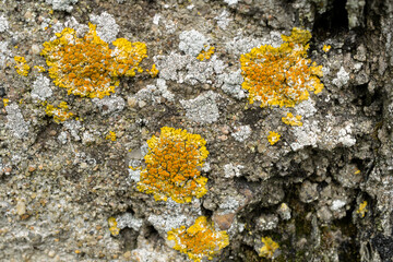 Orange lichen or Xanthoria parietina, growing on a stone outcrop.
