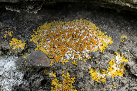 Common Orange lichen or Xanthoria parietina, growing in a stone wall.
