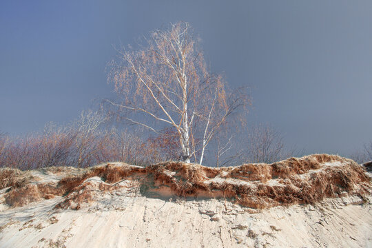 Birches and shrubs on the edge of steep sand dunes