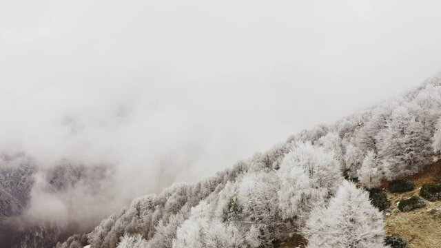 Aerial view of a multicolored, varied and foggy mountain landscape. Snow covered trees on the top of a mountain, no snow in the ground. slow motion