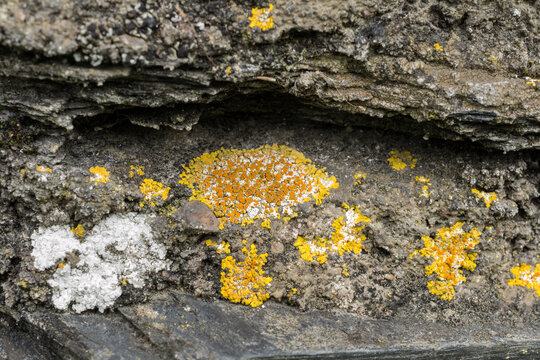 The leafy lichen or Xanthoria parietina, growing on a stone wall.
