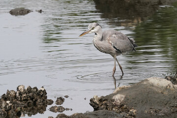 grey heron in water