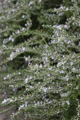 花が咲いたローズマリー