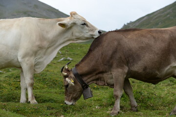 Kühe auf der alm