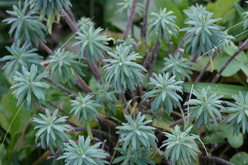 ユーパトリウム