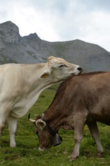 Fototapeta na wymiar Kühe auf der alm