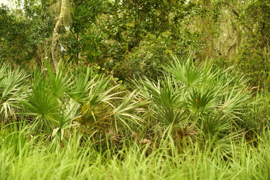 Saw Palmetto Or Serenoa Repens Slow Growing Tropical Palm Plant Bears Fruit Native Of Florida 