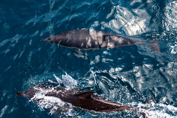 Fototapeta premium Dolphins jump into the sea. Underwater world.