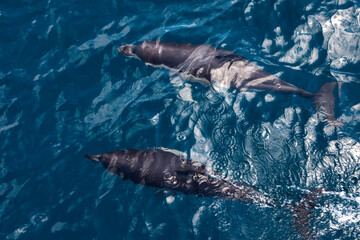 Naklejka premium Dolphins jump into the sea. Underwater world.