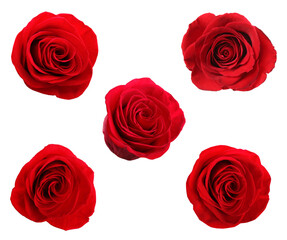 Set of beautiful red roses on white background