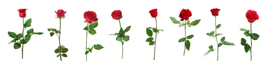 Set of beautiful red roses on white background. Banner design