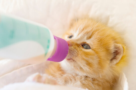 cat in the veterinary clinic drinking milk from the bottle