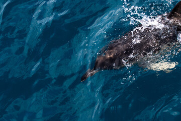 Fototapeta premium Dolphins jump into the sea. Underwater world.
