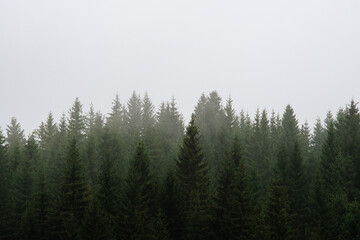 fog in the woods with pine trees