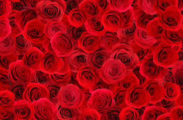 Viele schöne rote Rosen als Hintergrund, Draufsicht © New Africa