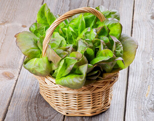 Butterhead Lettuce