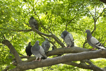 もみじの枝にとまったハト