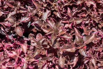 close up of red rose petals
