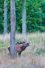 Big old red deer with huge antlers roaring between naked tree trunks with wide open eyes in the wilderness and the forrest in the blurred in the background
