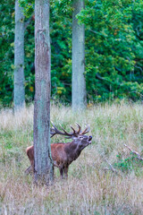 Big old red deer with huge antlers roaring between naked tree trunks with wide open eyes in the wilderness and the forrest in the blurred in the background