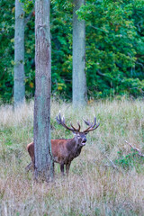Big old red deer with huge antlers roaring between naked tree trunks in the wilderness and the forrest in the blurred in the background